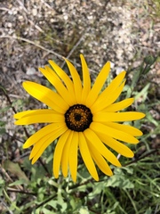 Dimorphotheca sinuata