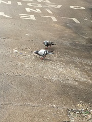 Columba livia
