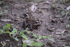 Pseudacris streckeri