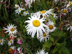 Leucanthemum × superbum