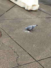 Columba livia domestica