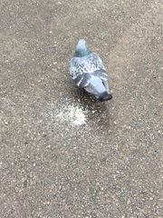 Columba livia domestica