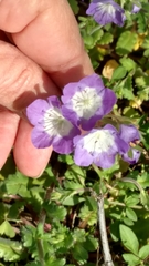 Phacelia patuliflora