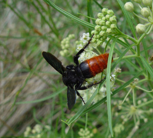Fire-tailed Scoliid Wasp photo 3
