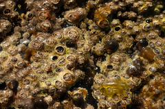 Chthamalus stellatus