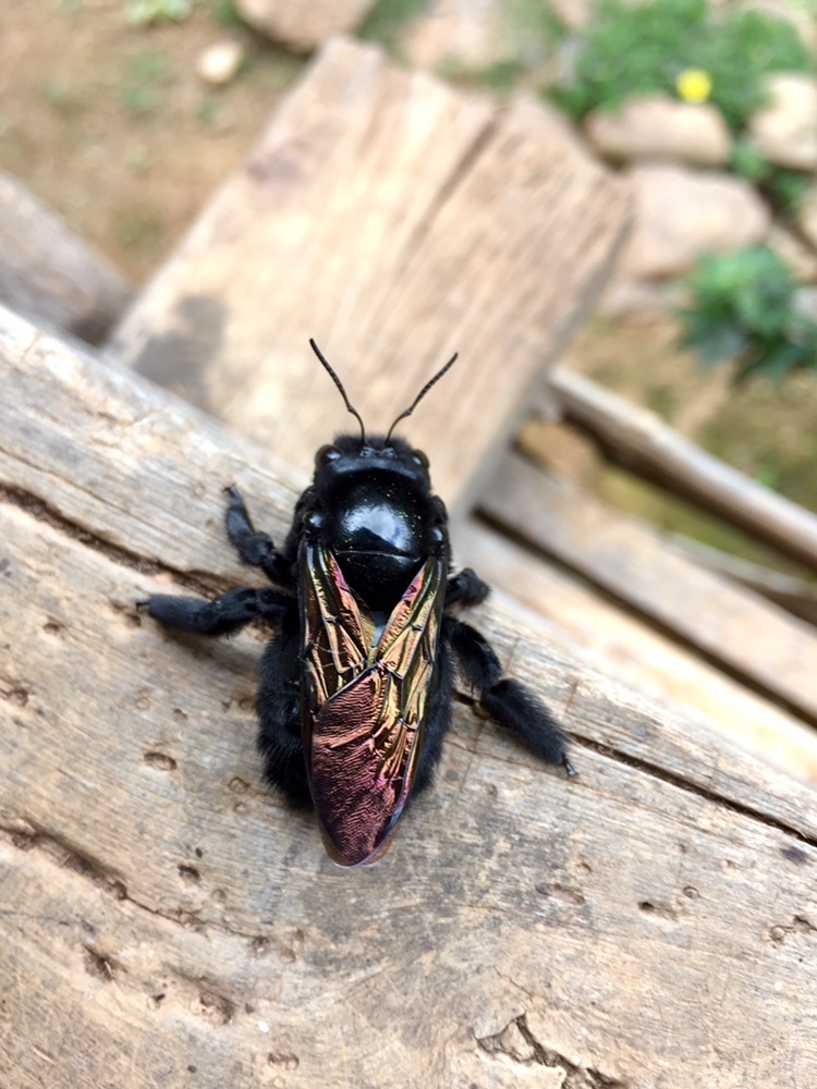 Xylocopa frontalis image