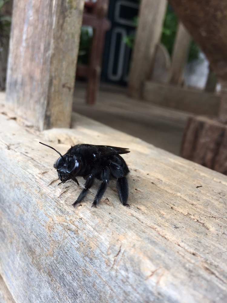 Xylocopa frontalis image