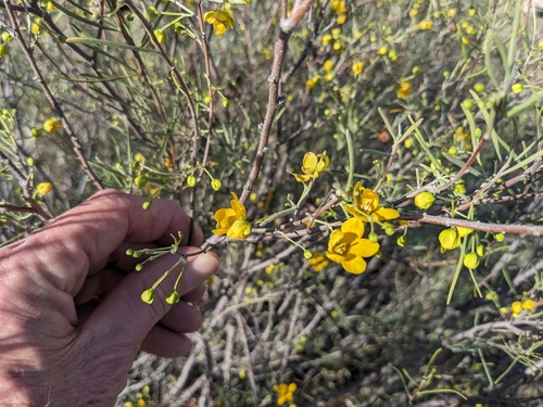 Senna circinnata observed 2023-08-13