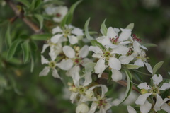 Pyrus salicifolia