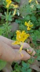 Corydalis micrantha