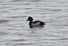 Aythya fuligula