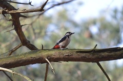 Dendrocopos major