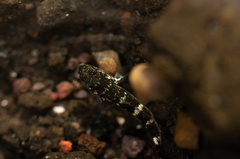 Mauligobius maderensis