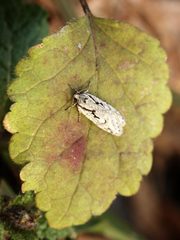 Semioscopis avellanella