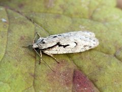 Semioscopis avellanella
