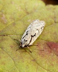 Semioscopis avellanella