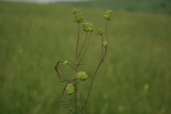 Sanguisorba minor balearica