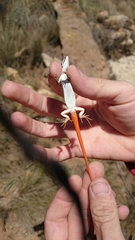 Pedioplanis burchelli