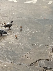 Passer domesticus
