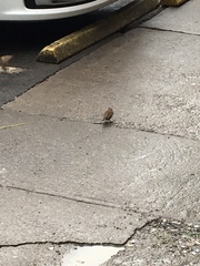 Passer domesticus