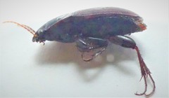 Anisodactylus