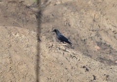 Corvus corone