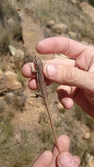 Pedioplanis burchelli