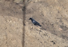 Corvus corone