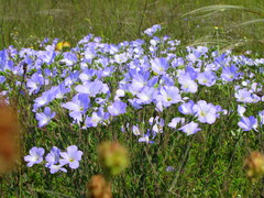 Linum lanuginosum