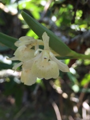 Epidendrum scharfii