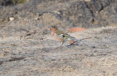 Fringilla coelebs