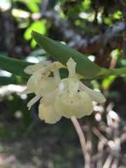 Epidendrum scharfii