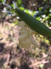 Epidendrum scharfii