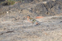 Fringilla coelebs
