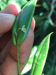 Pleurothallis dibolia