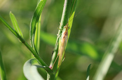 Conocephalus longipes