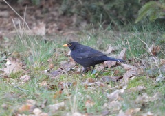 Turdus merula