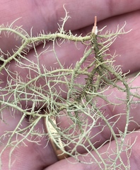 Usnea ceratina