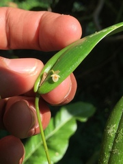 Pleurothallis dibolia