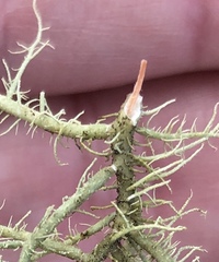 Usnea ceratina