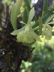 Epidendrum scharfii