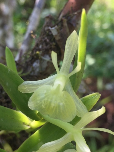 Scharfii Orchid