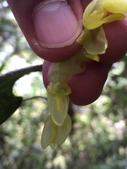 Pleurothallis restrepioides