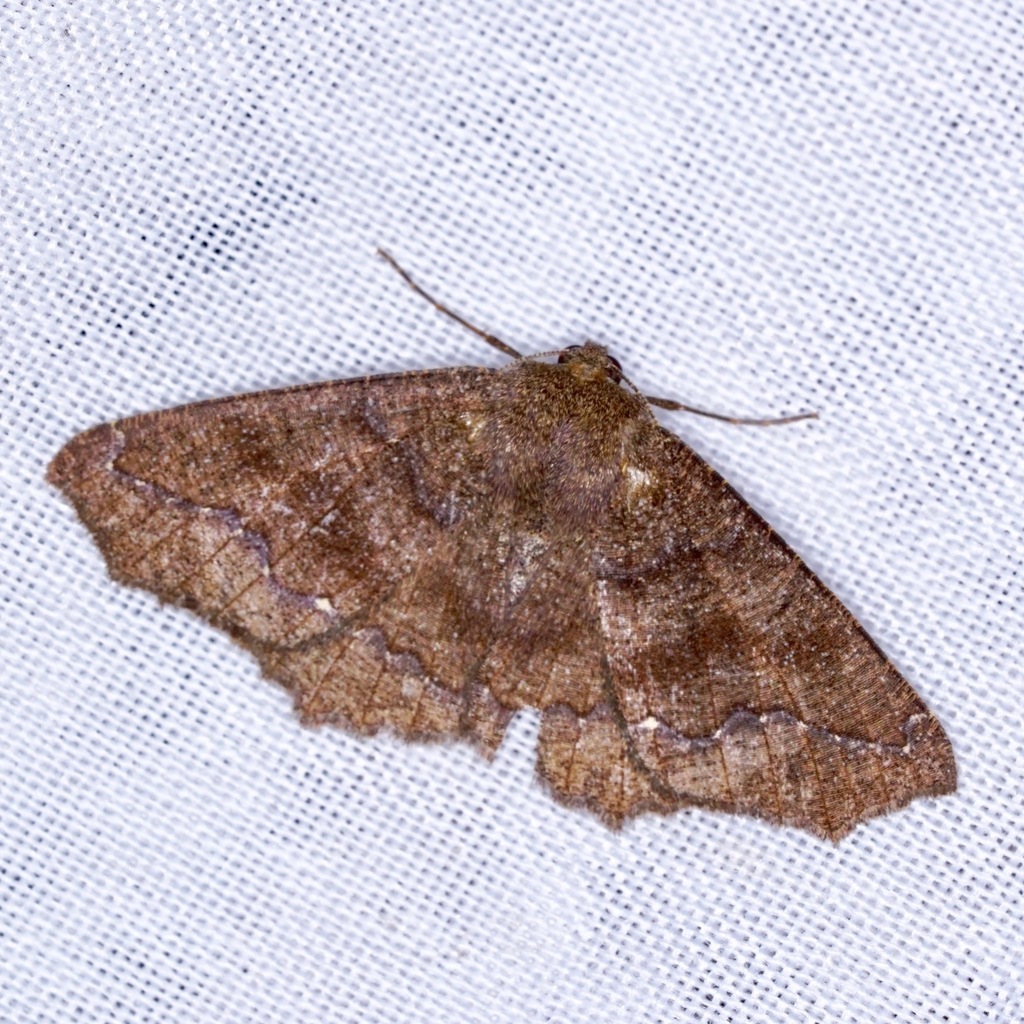 Metanema striolata