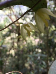 Pleurothallis restrepioides