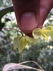 Pleurothallis restrepioides