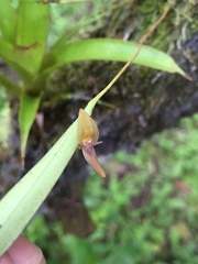 Pleurothallis ensata