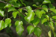 Pyrus communis caucasica
