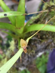 Pleurothallis ensata