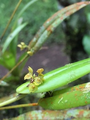 Pleurothallis dibolia